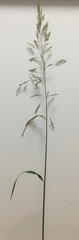 Arrhenatherum elatius