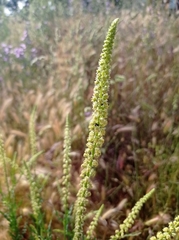 Reseda luteola