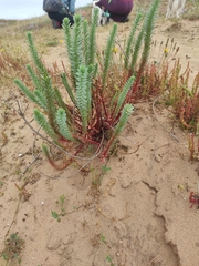 Crucianella maritima