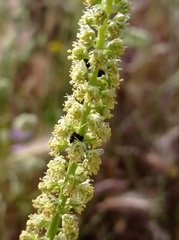 Reseda luteola