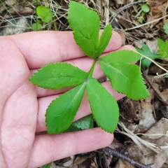 Angelica decursiva