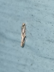 Melanocinclis lineigera