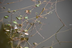 Ictinogomphus pertinax