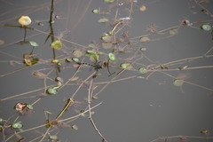 Ictinogomphus pertinax