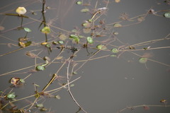 Ictinogomphus pertinax