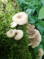 Pleurotus cornucopiae