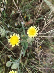 Andryala integrifolia