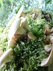Pleurotus cornucopiae
