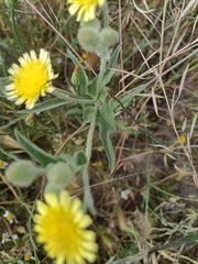 Andryala integrifolia