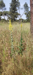 Verbascum pulverulentum