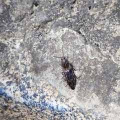 Actenicerus infirmus