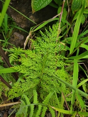 Davallia fejeensis
