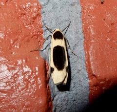 Thysanoptyx tetragona