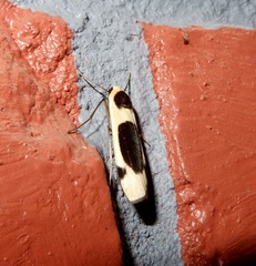 Thysanoptyx tetragona