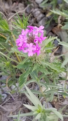Glandularia canadensis