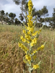 Verbascum pulverulentum