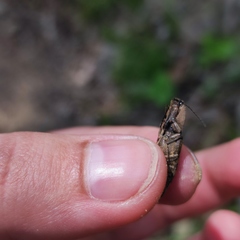 Actenicerus infirmus