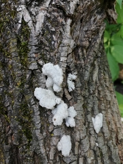 Schizophyllum commune