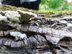 Schizophyllum commune