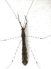 Empicoris rubromaculatus