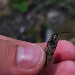 Actenicerus infirmus