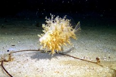 Chaetodermis penicilligerus