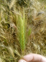 Hordeum murinum