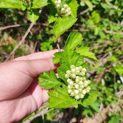 Crataegus maximowiczii