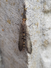 Megistopus flavicornis