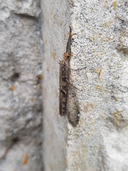 Megistopus flavicornis