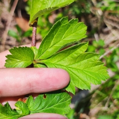 Crataegus maximowiczii