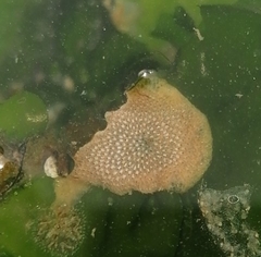 Cryptosula pallasiana