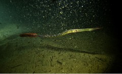 Siphonognathus argyrophanes