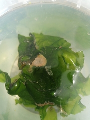 Cryptosula pallasiana