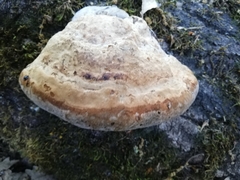Fomes fomentarius