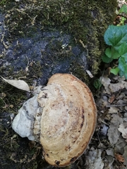 Fomes fomentarius