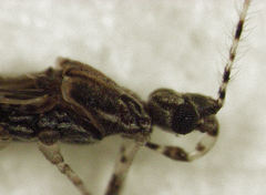 Empicoris rubromaculatus