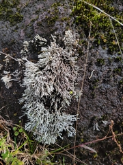 Stereocaulon vulcani