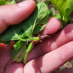 Crataegus maximowiczii