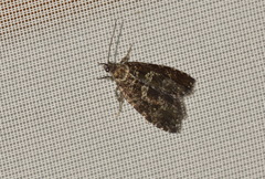 Pseudohermenias abietana