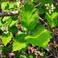 Crataegus maximowiczii