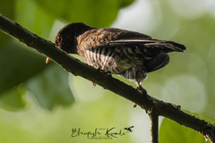 Chrysococcyx xanthorhynchus