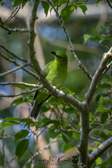 Chloropsis sonnerati