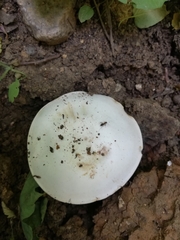 Agaricus bitorquis