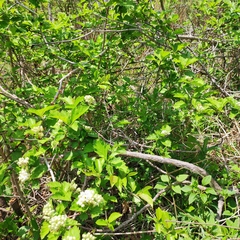 Crataegus maximowiczii