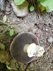 Agaricus bitorquis