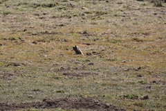 Giant Blind Mole Rat photo 2