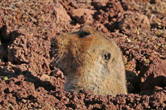 Giant Blind Mole Rat photo 3