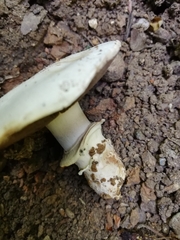 Agaricus bitorquis