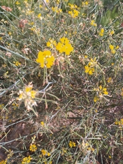 Coronilla juncea